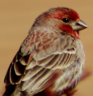 Handsome fella sitting in the bird feeder.