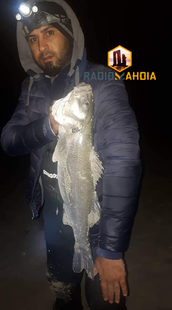 سلقطة : صياد ينجح في صيد أكبر سمكة قاروص
