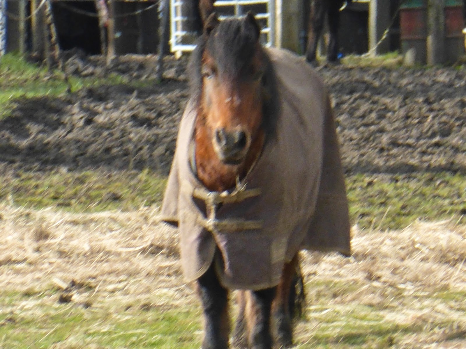 Horse Life and Love Do horses get bored?