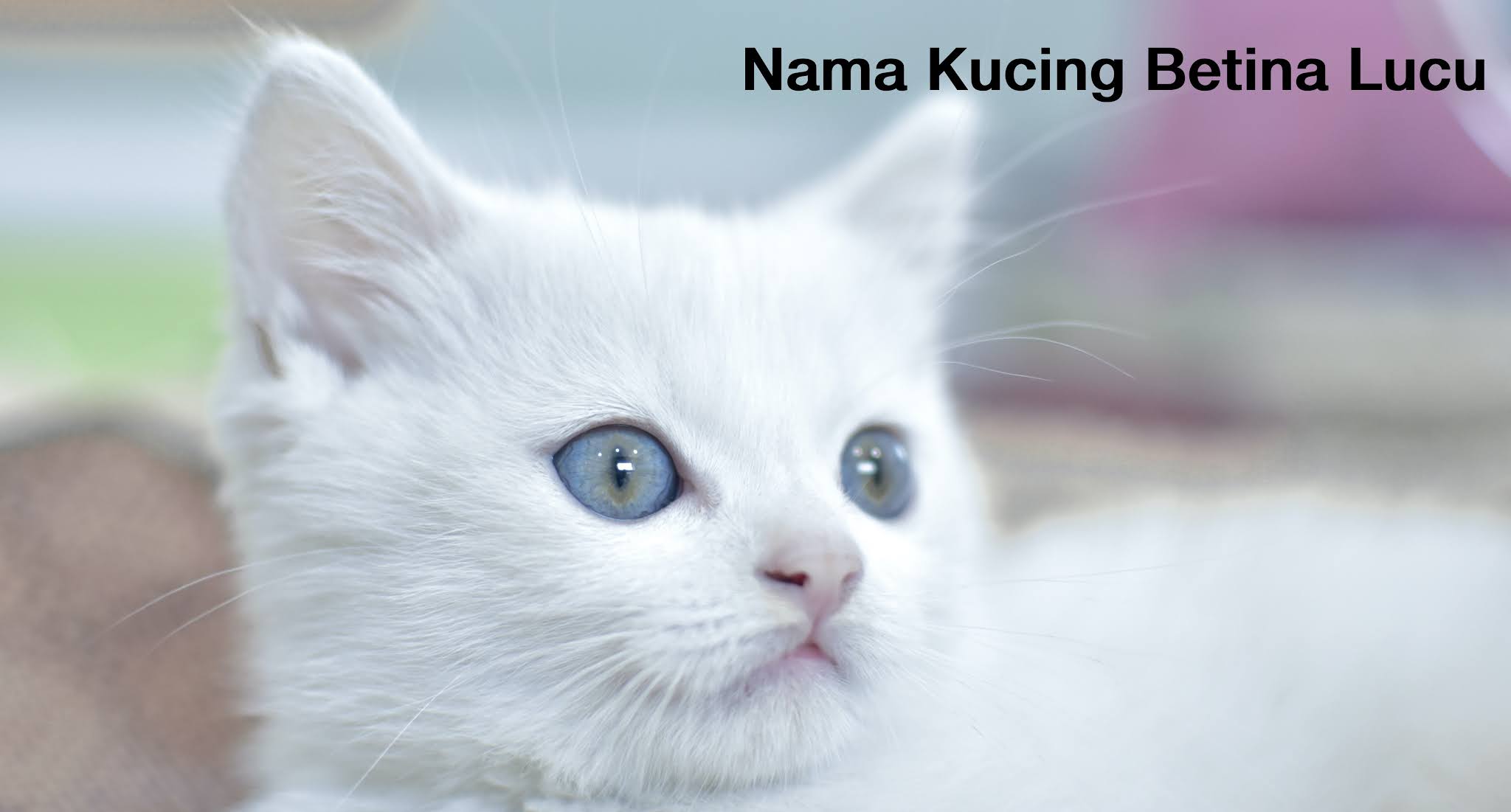 Kucing bertina nama 1000 Nama