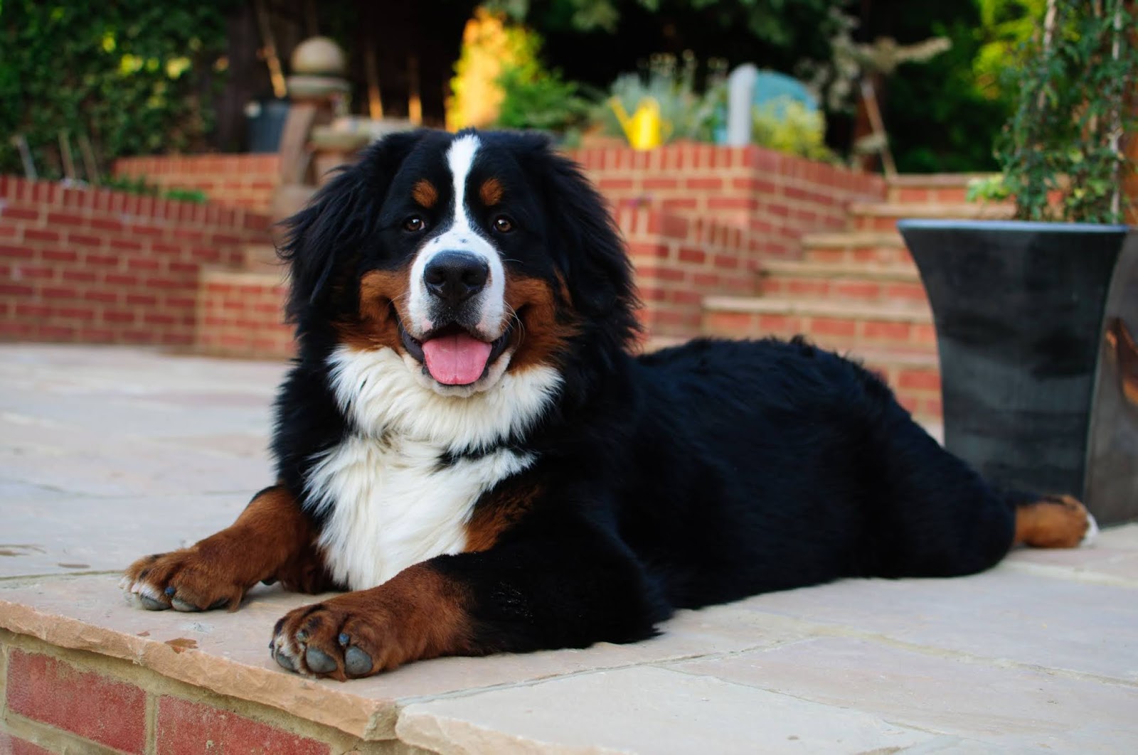 Bernese Mountain Dog 4K And 5K HD Wallpaper Gallery