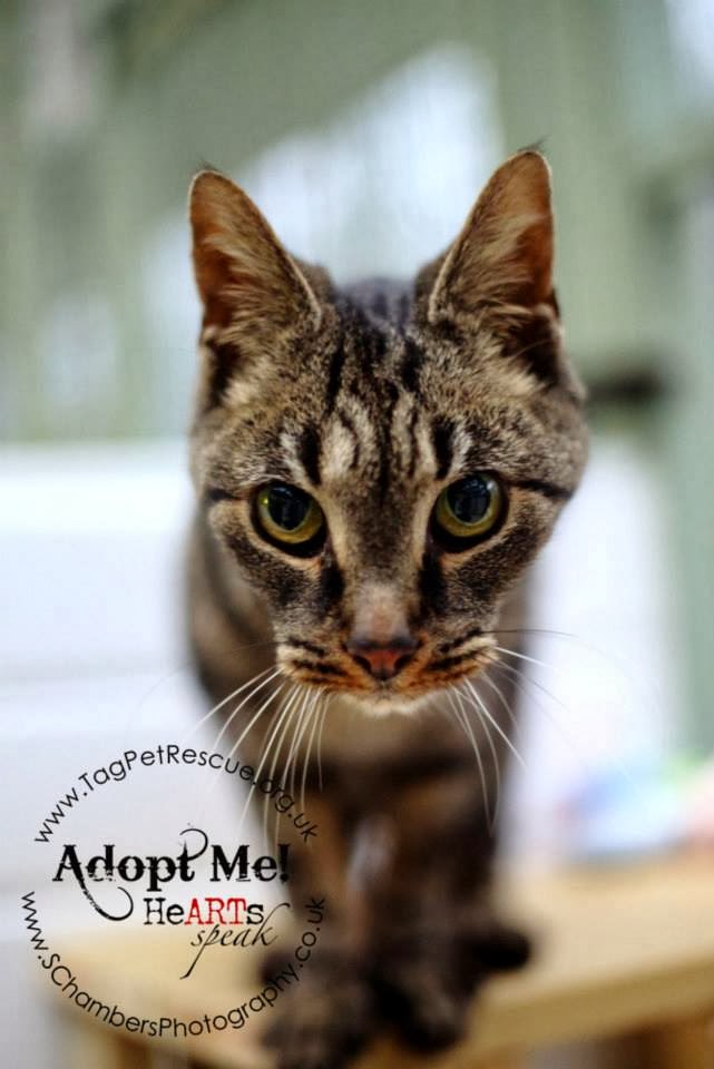 Pets That Need Rehoming In The top 10 moustache cats in Rescue