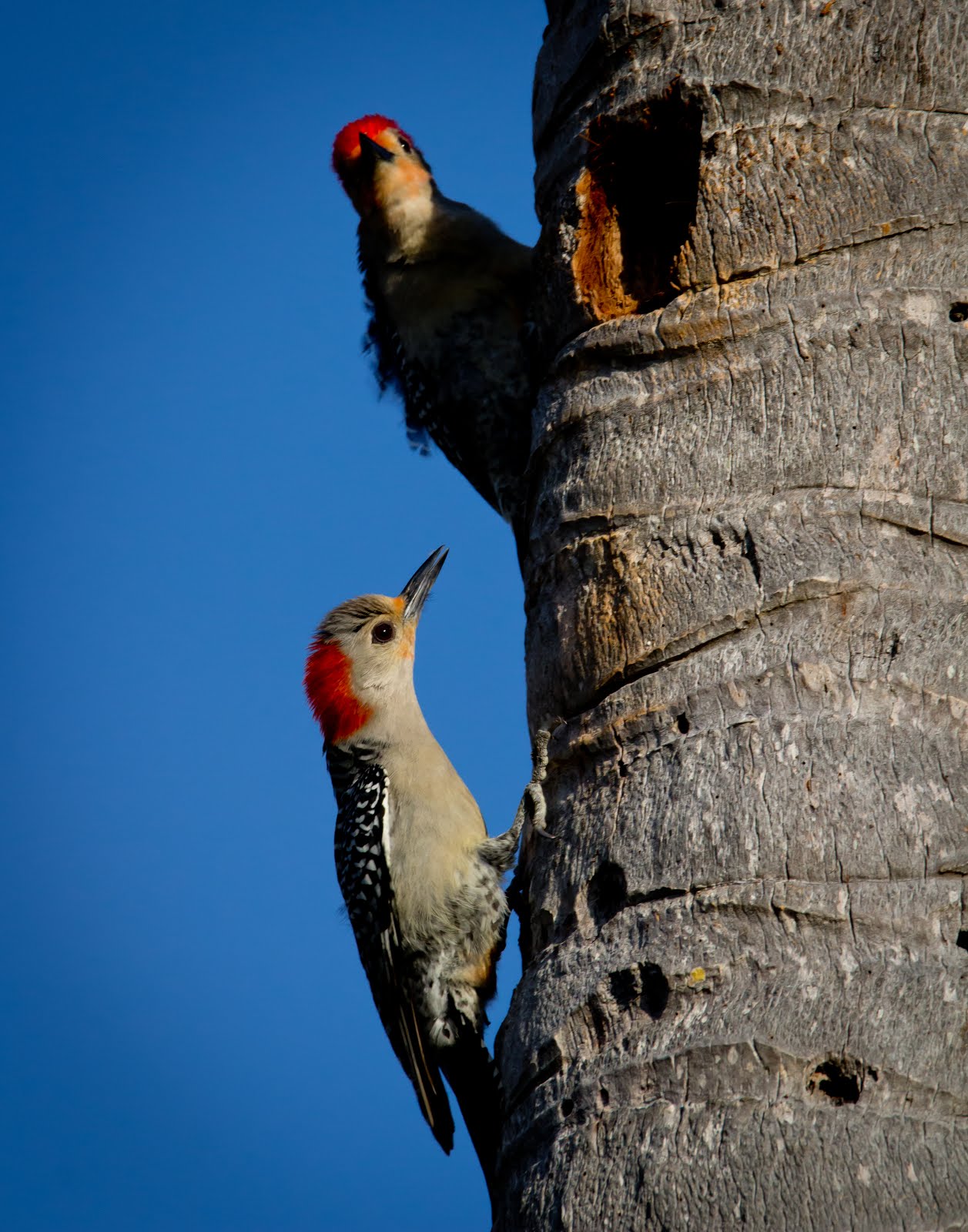 nesting pair of Woodpeckers