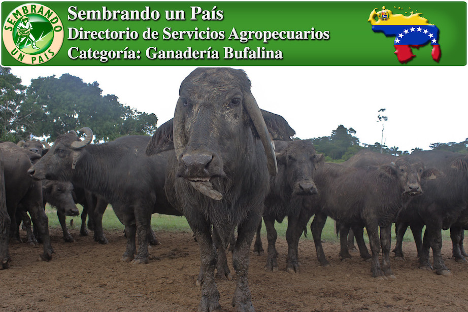 venta de búfalos para cría en venezuela