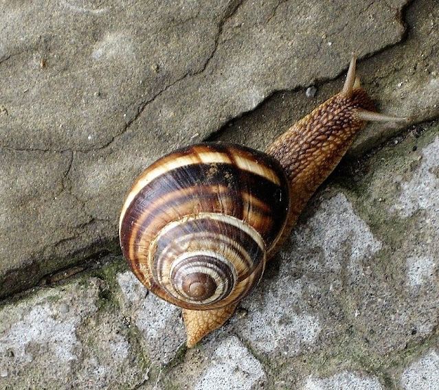 Snail in Caucasus Georgia, Gori region. August 2011.