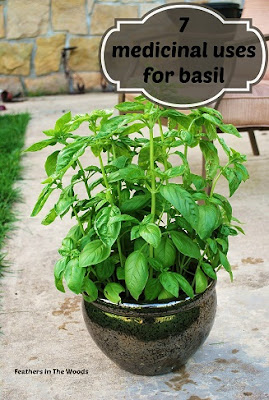 Sweet basil herb. healing properties