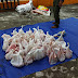 penyembelihan 12 hewan qurban hasil Infaq/ Shodaqoh Pegawai Negeri Sipil (PNS), yang terlaksanakan oleh Bupati Tulang Bawang di Islamic Center Menggala itu, sedikitnya 188 paket daging qurban mengalir ke wartawan