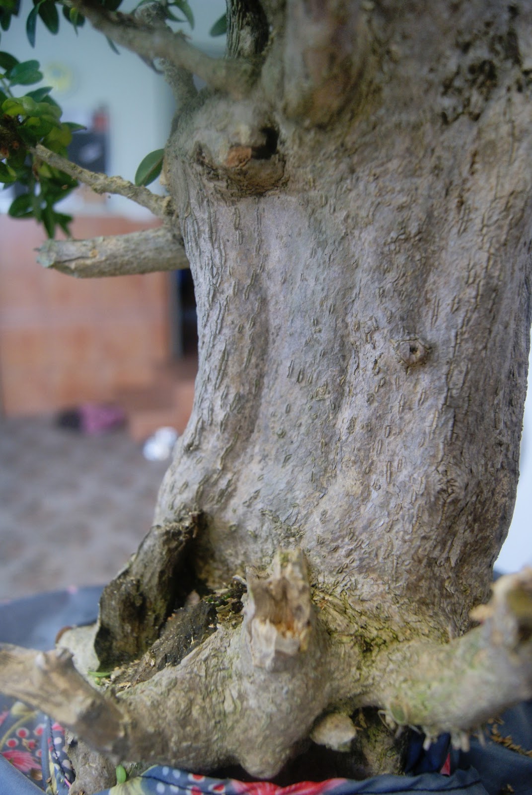 Y por lienzo.... una maceta: UN MAESTRO EN MI CASA ( Parte II )