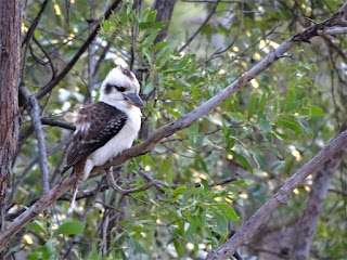 Kookaburra Australische Vögel - Kookaburra