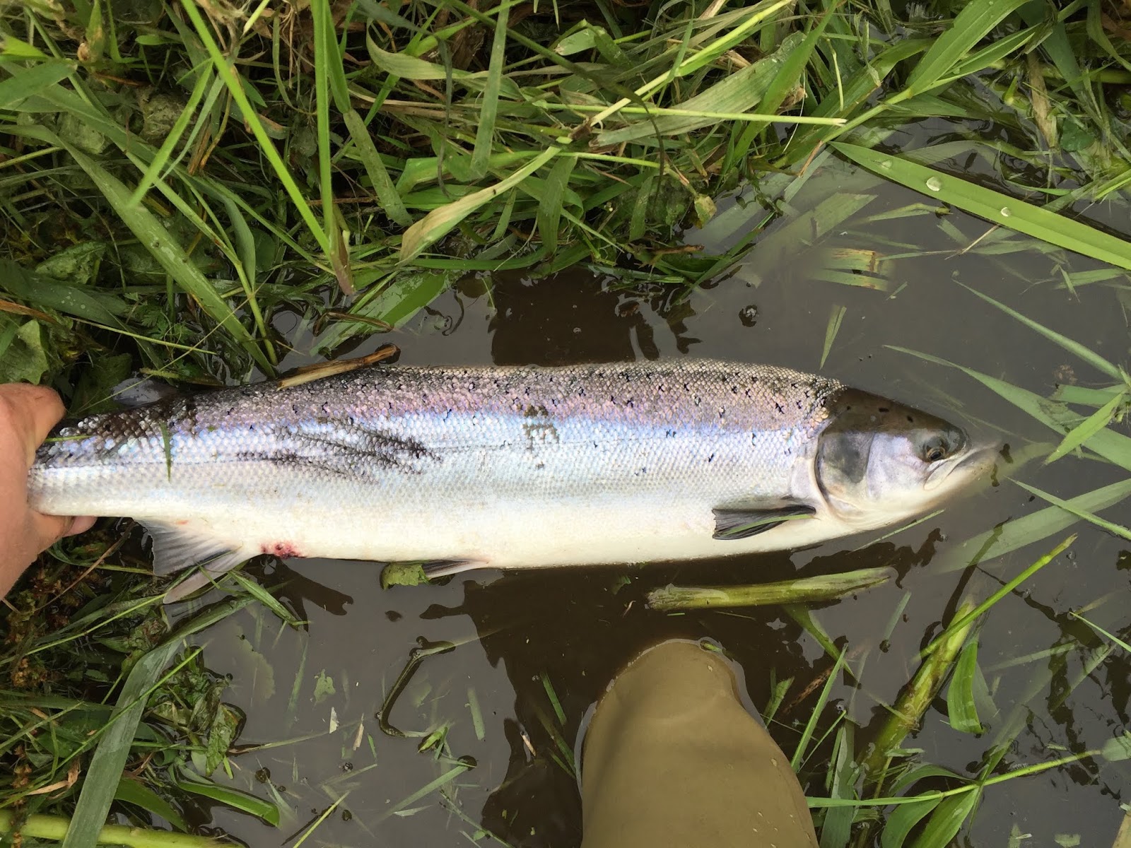 Dee & Don Salmon Fishing Two Grilse From The River Don