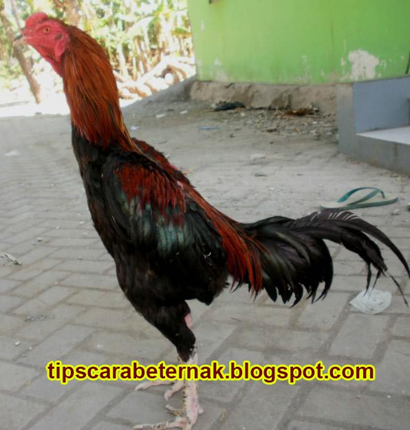 Tips dan Cara Beternak Ayam Bangkok  Tips Cara Beternak