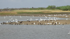 Garças e biguás em lagoa na caatinga