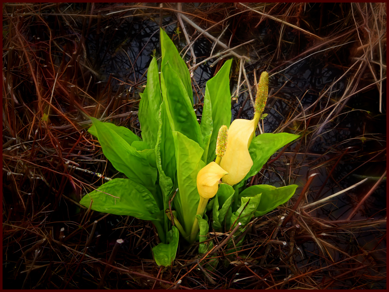 Out of His Mind's Eye: Pity the skunk cabbage-- looks nice, smells bad!