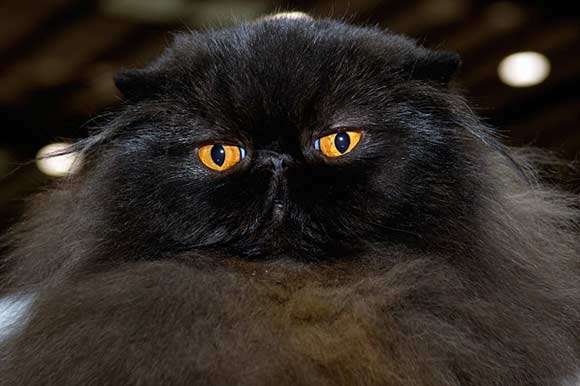 Black persian cat with green and golden eyes