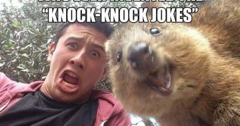 Silly Bunt : Animals Telling Puns