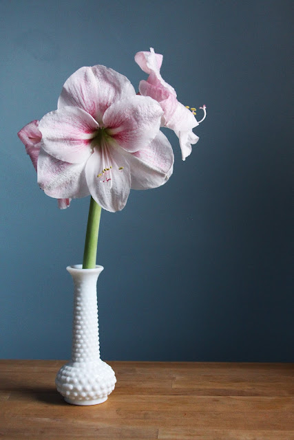 amaryllis, amaryllis flowers, milk glass, Anne Butera, My Giant Strawberry