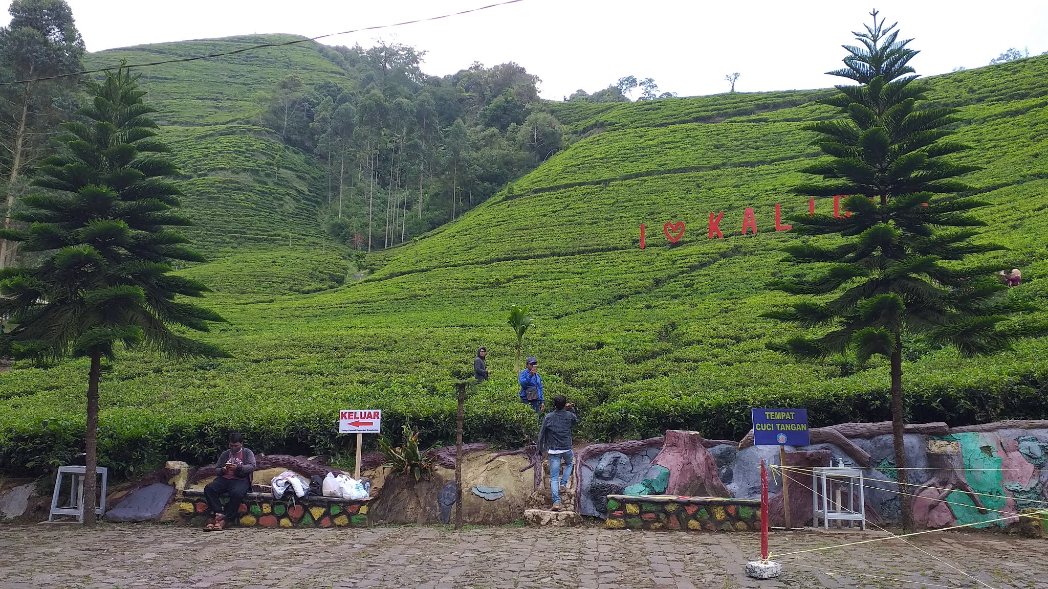 Panorama Kebun Teh Kaligua, Brebes Wisata Dengan Suasana