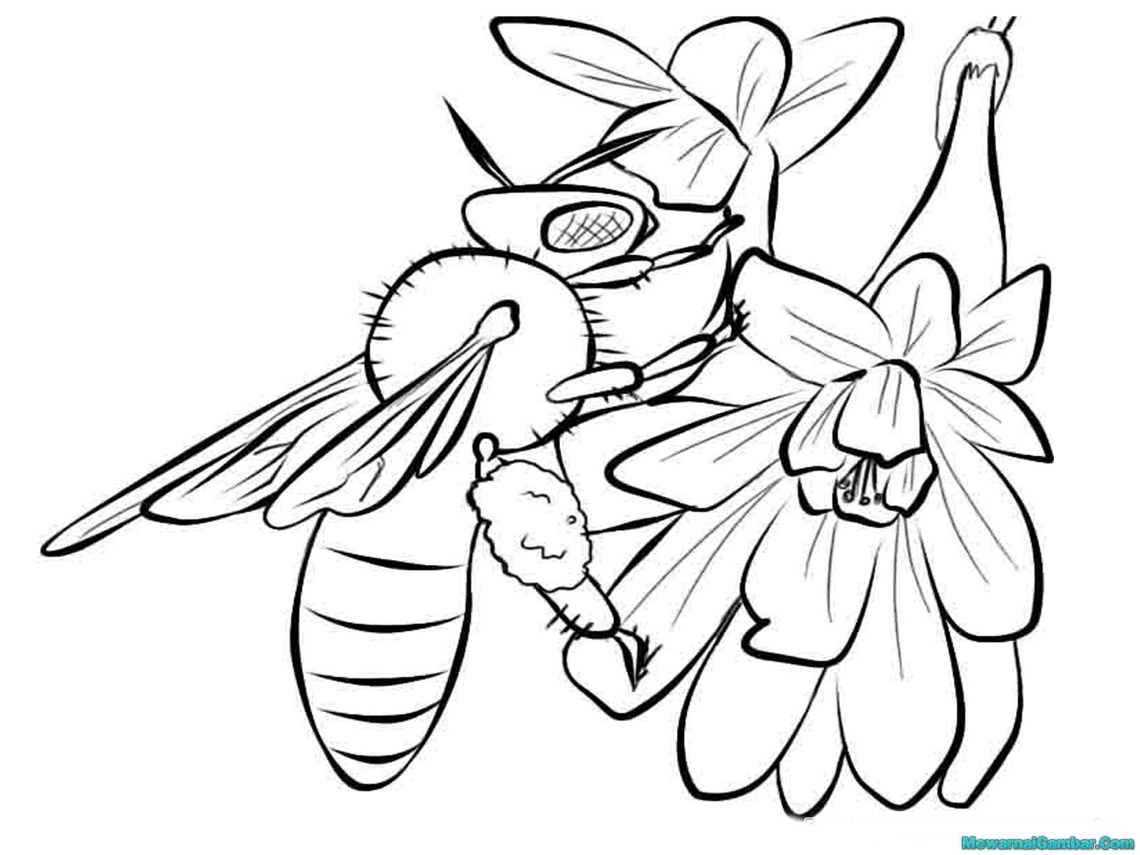 download gambar mewarnai lebah