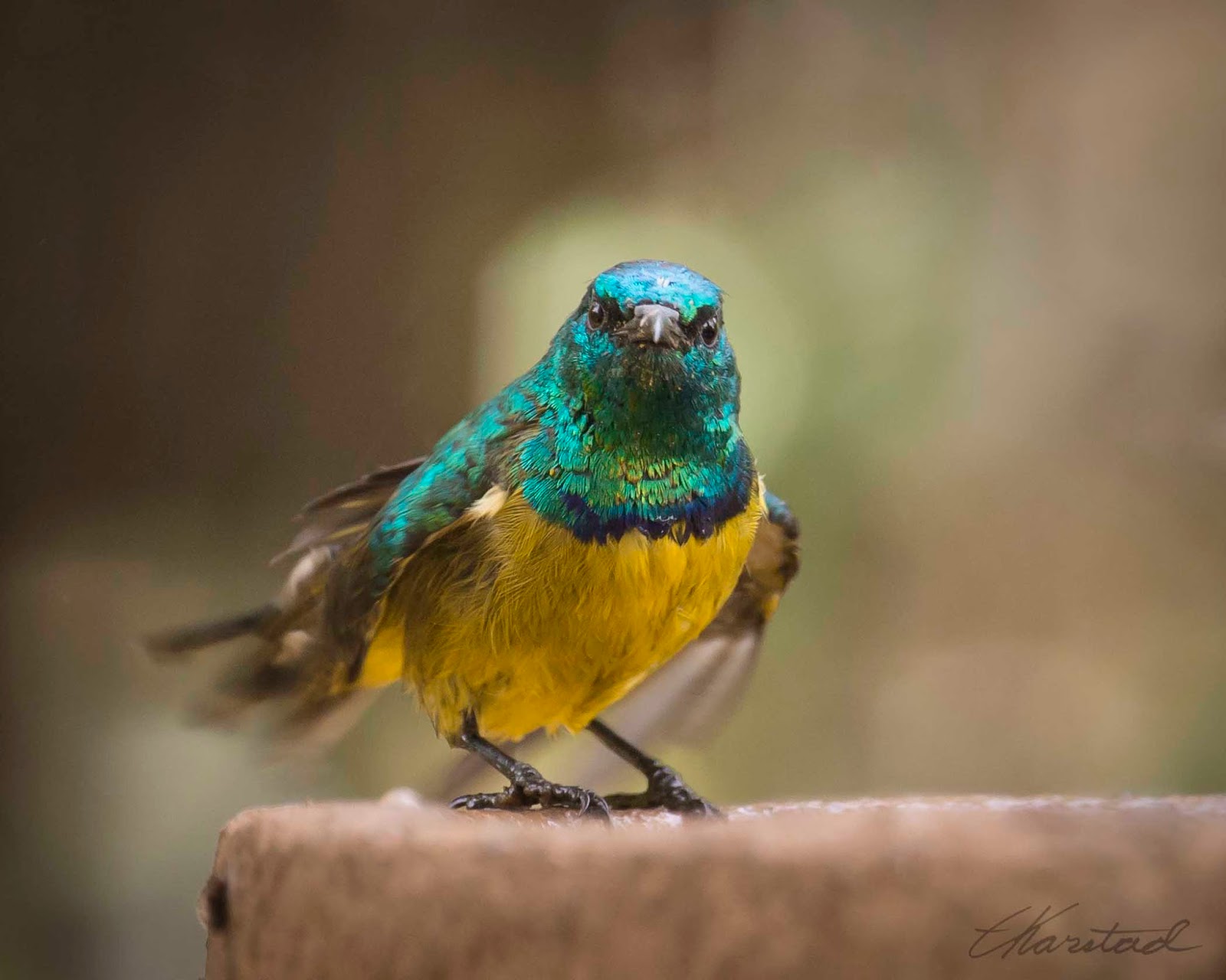 Elsen Karstad's 'PicADay Kenya' Collared Sunbird, Nairobi Kenya
