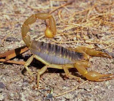 Facts African Water Scorpion 37