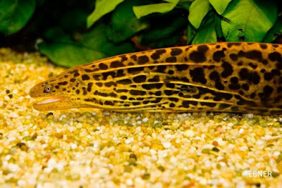 Makanan Freshwater Moray