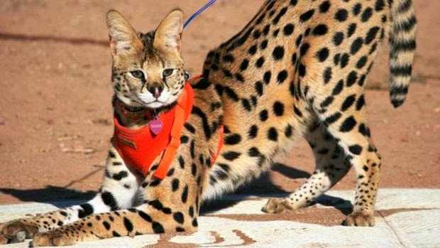 gato-serval-raza-caracteristicas