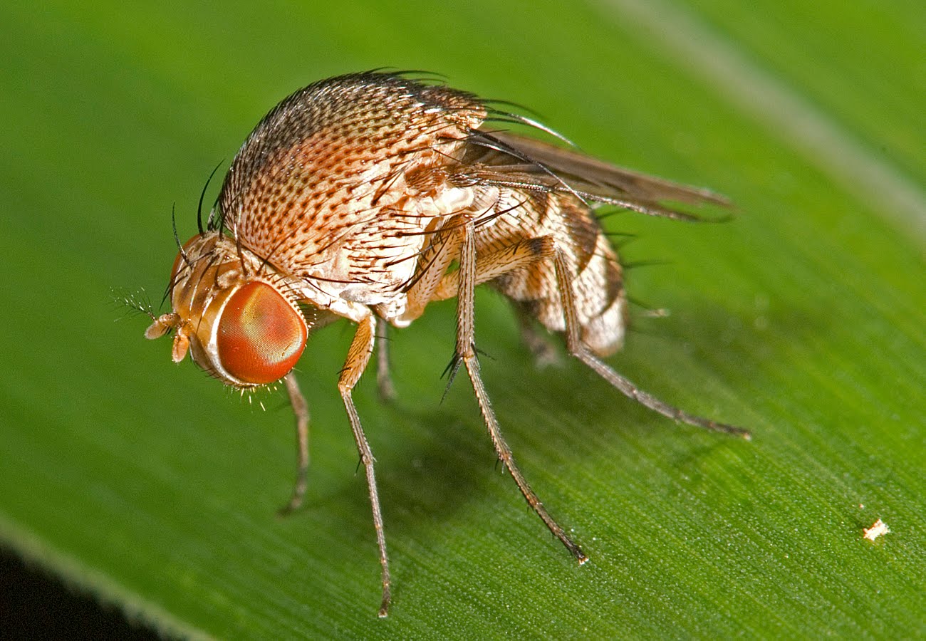 Species New to Science: [Entomology • 2019] Revision of the Central ...