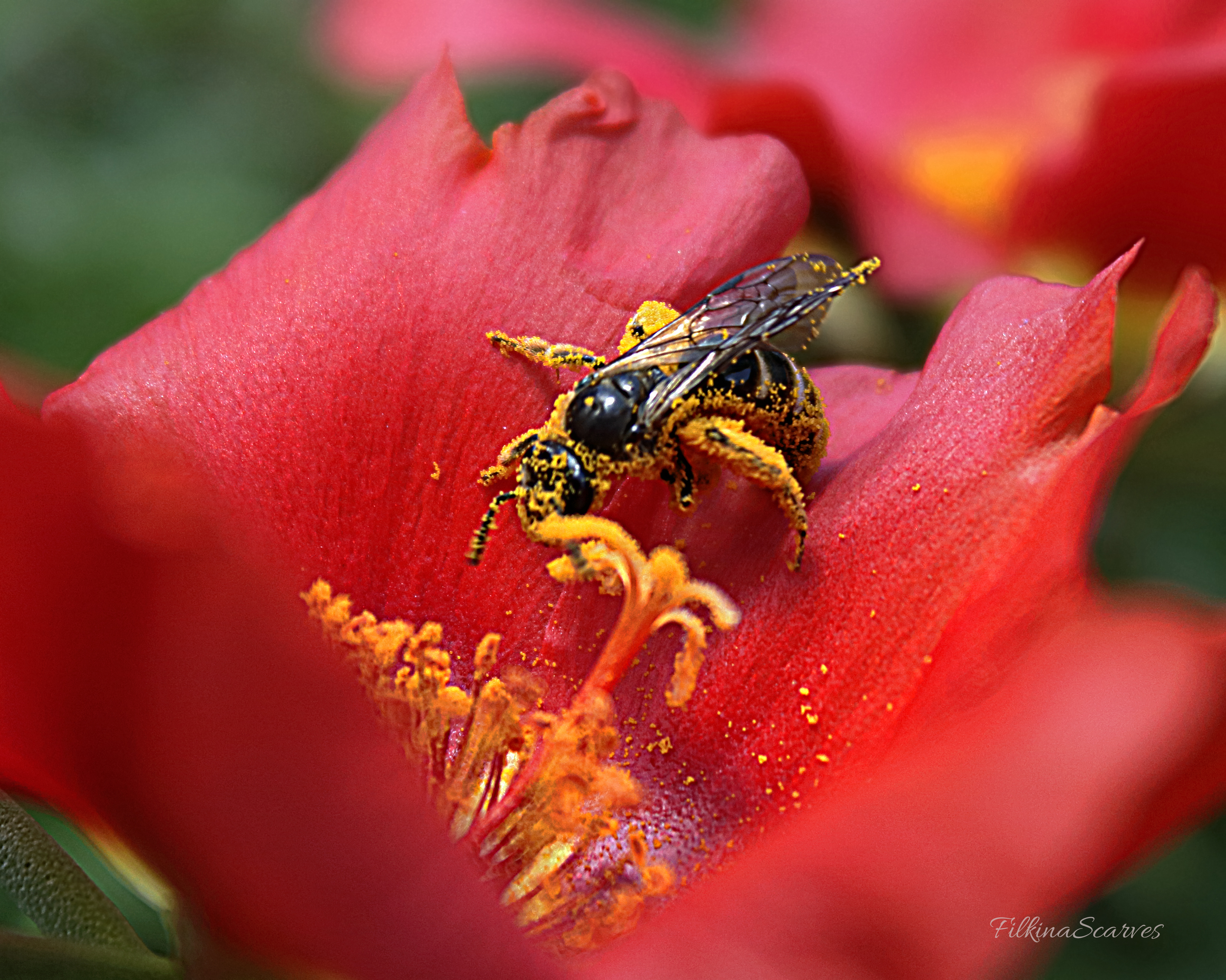 In early summer. A hard-working bee collects pollen from a red flower #bee #pollen #summer #nature #photography #FilkinaScarves