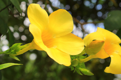 Ciri Ciri Pohon Alamanda (Allamanda cathartica) Di Alam Liar