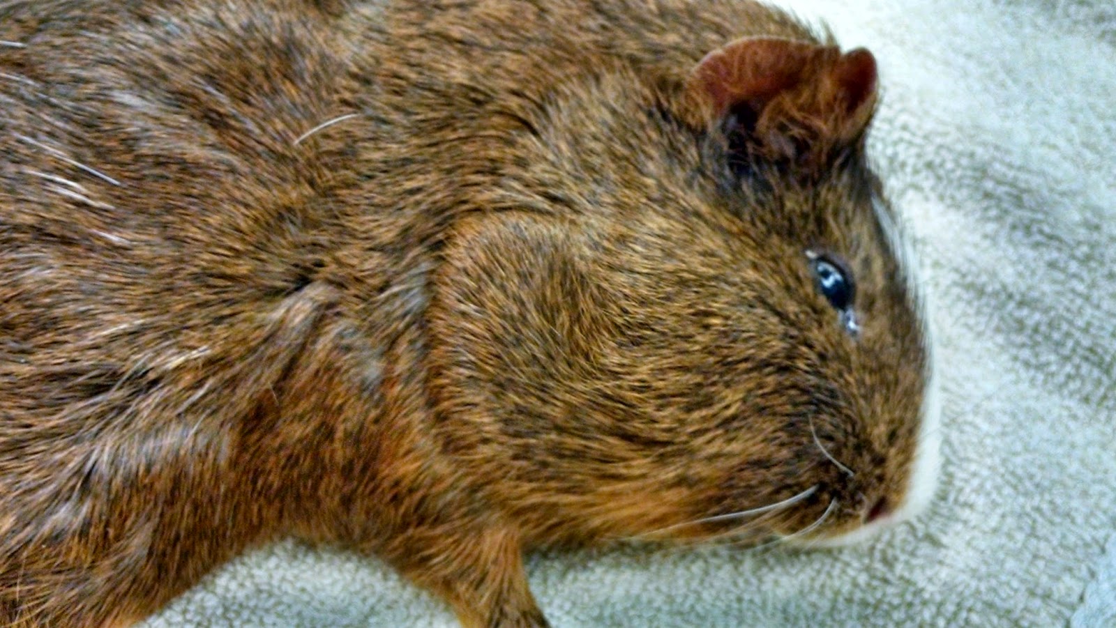 A Vet's Guide To Life Gooey Guinea Pig Abscess