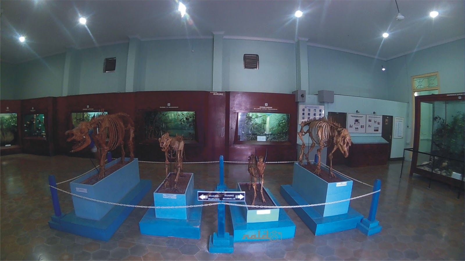Laporan Kunjungan Museum Zoologi Bogor