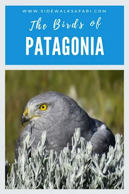 Patagonia Birds