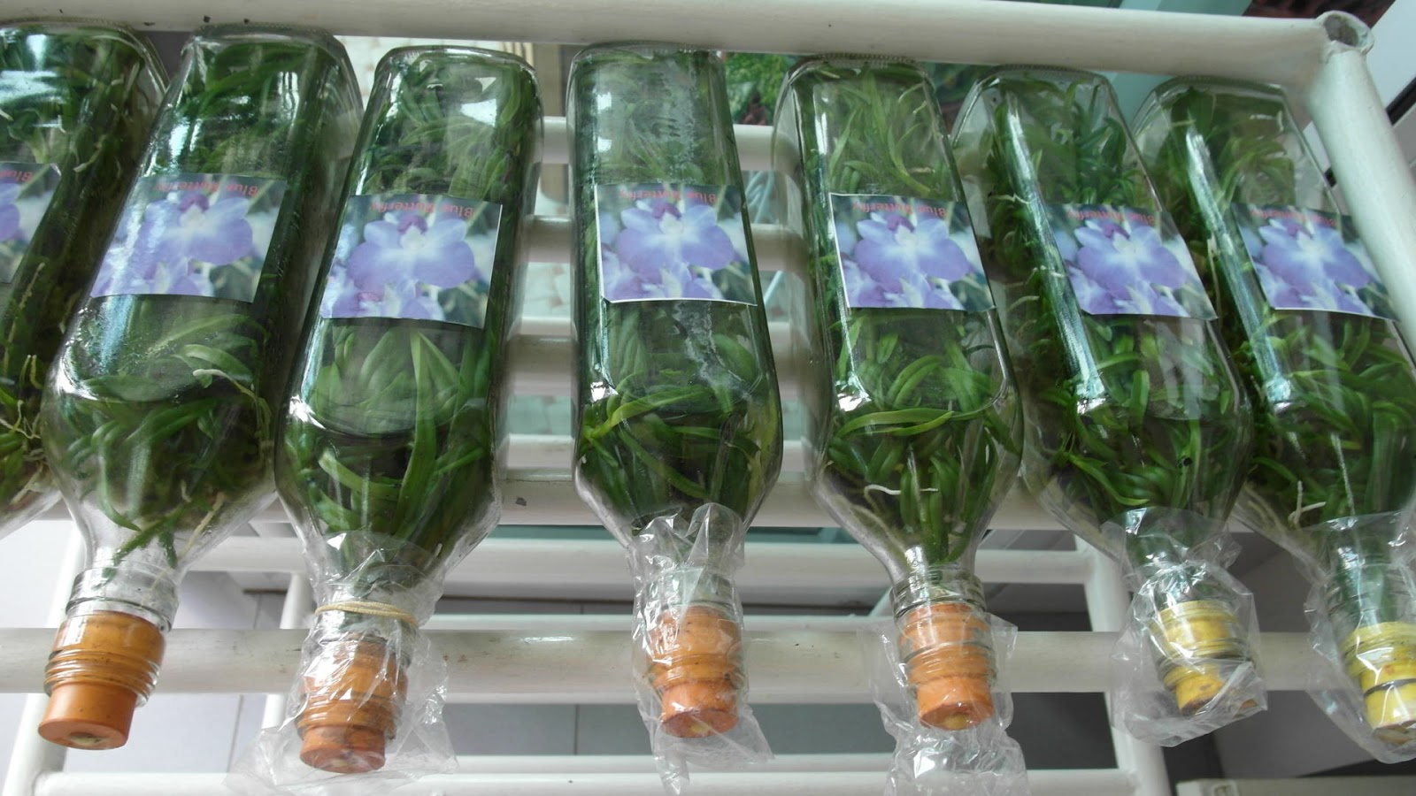 Покажи видео фласки. Фласка орхидей из Тайланда. Орхидеи из фласки Тайланд. Орхидея сеянцы из фласки. Бутылочные сеянцы (фласки) орхидеи.