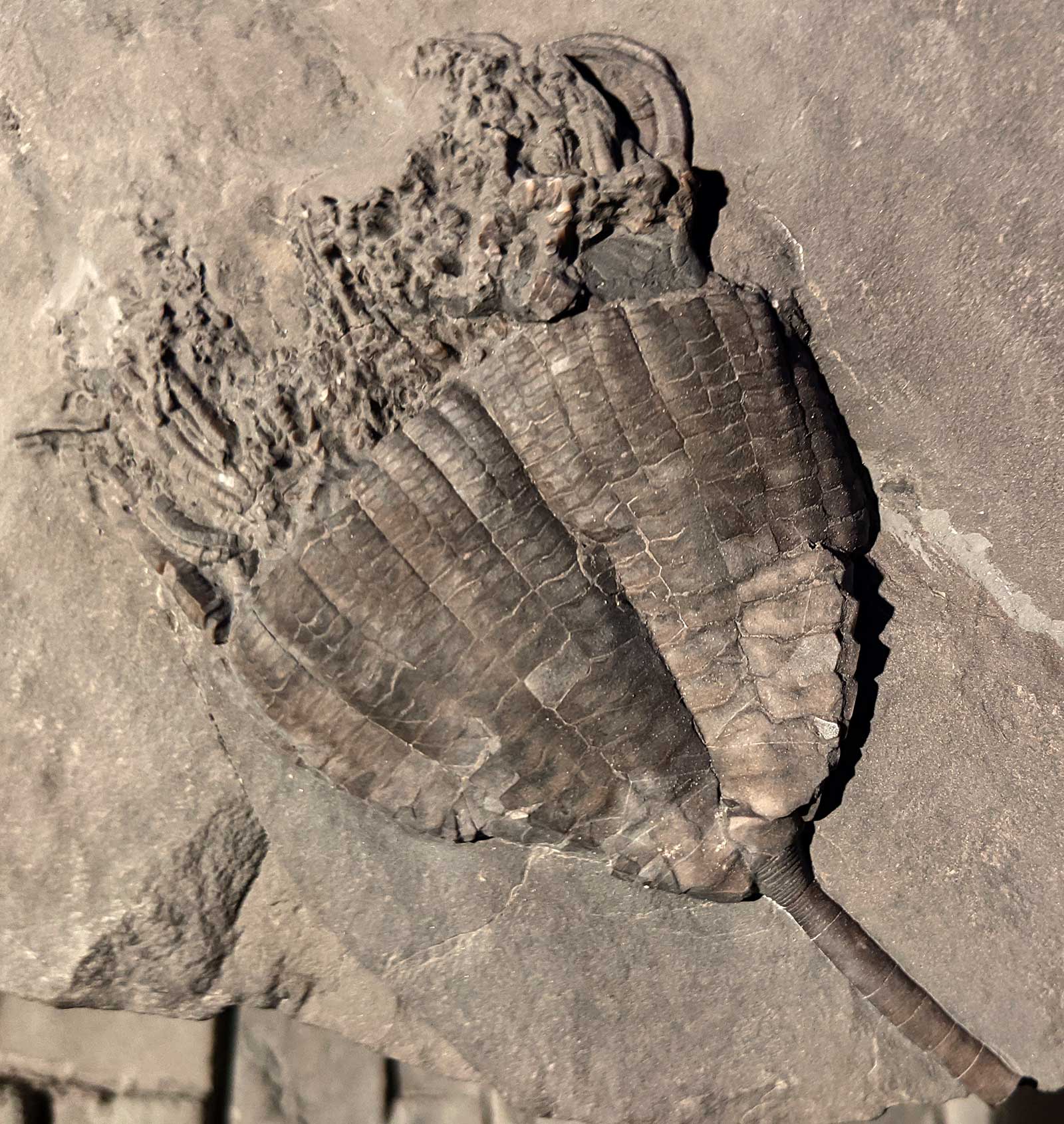 Louisville Fossils and Beyond Icthyocrinus laevis Crinoid Calyx Fossil