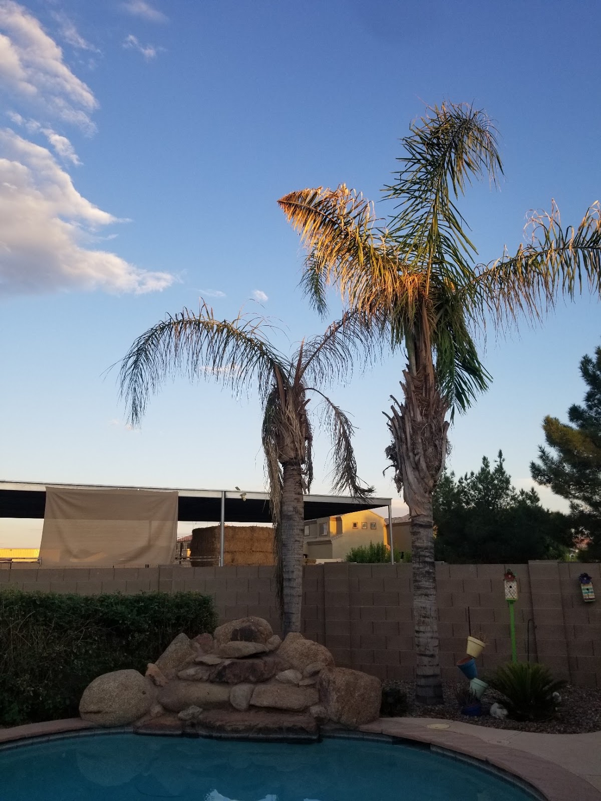 Aaron Rangel Gardening Let's stop buying Queen Palms