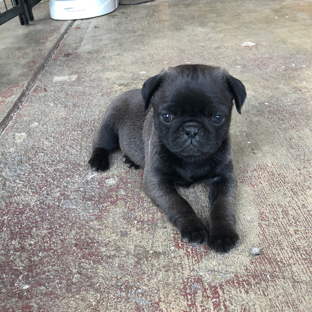 PUG PUPPIES AND CHARACTERISTICS OF PUG PUPPIES FOR SALE PUGS FOR SALE