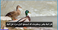 هل البط يطير ومعلومات قد تسمعها لأول مرة عن البط