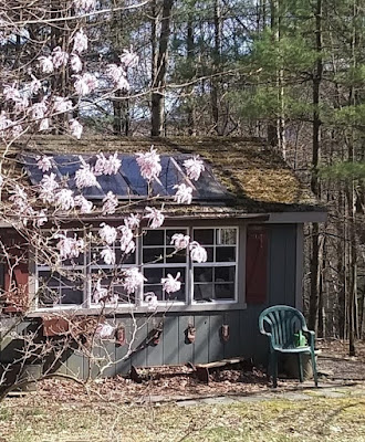 Star magnolia blossoms hovering over former garden shed turned into a solitary get-away located below the Emmaus Guest House.