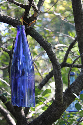 Cherry Tree With Hanging Cobalt Blue Bottles