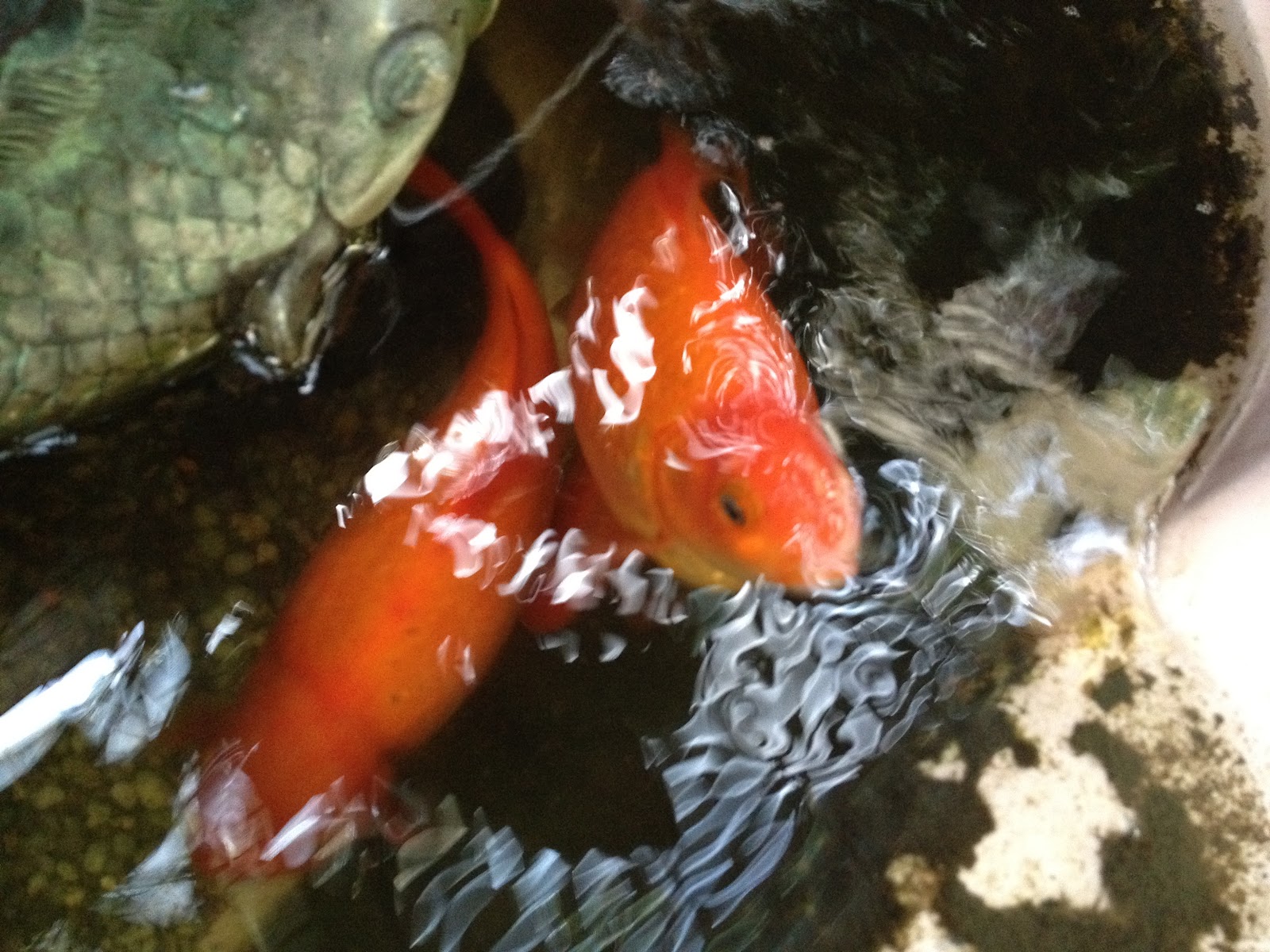 The Quirky Crafting Shmoogle Bean Wordless Wednesday Goldfish Kisses!