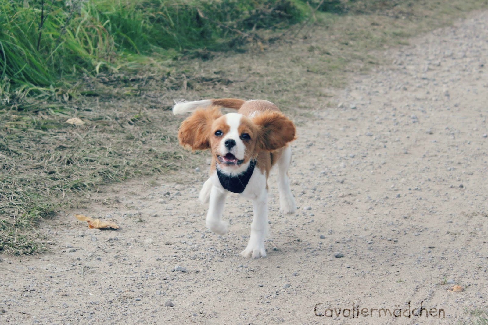Cavaliermädchen Zwischen Hund und Abitur Cavaliermädchen