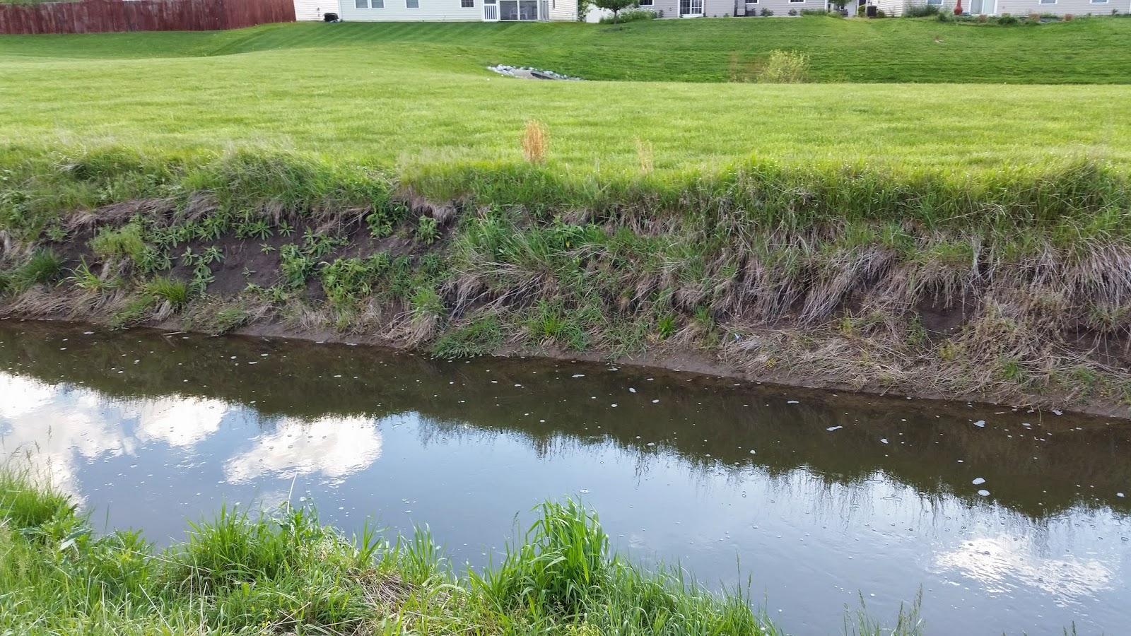 tomato plant Do Trees Reduce Flooding and Erosion?