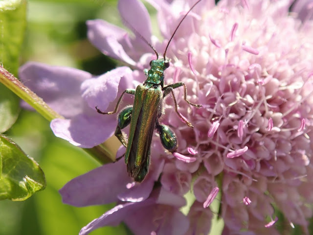 Oedemera nobilis Oedemera nobilis