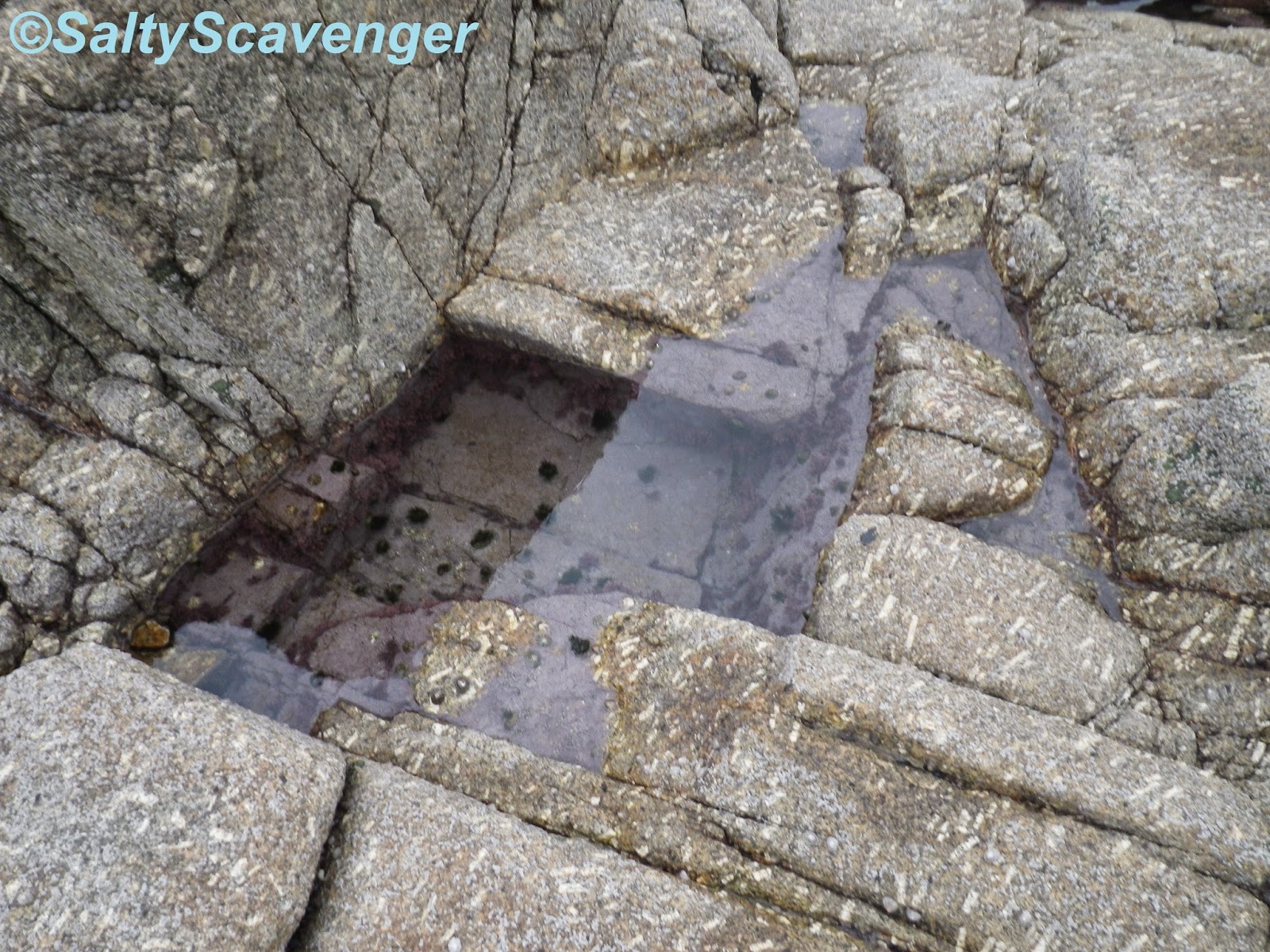 Rock Pooling: Rockpooling Destination: Revisit South- West Penwith ...