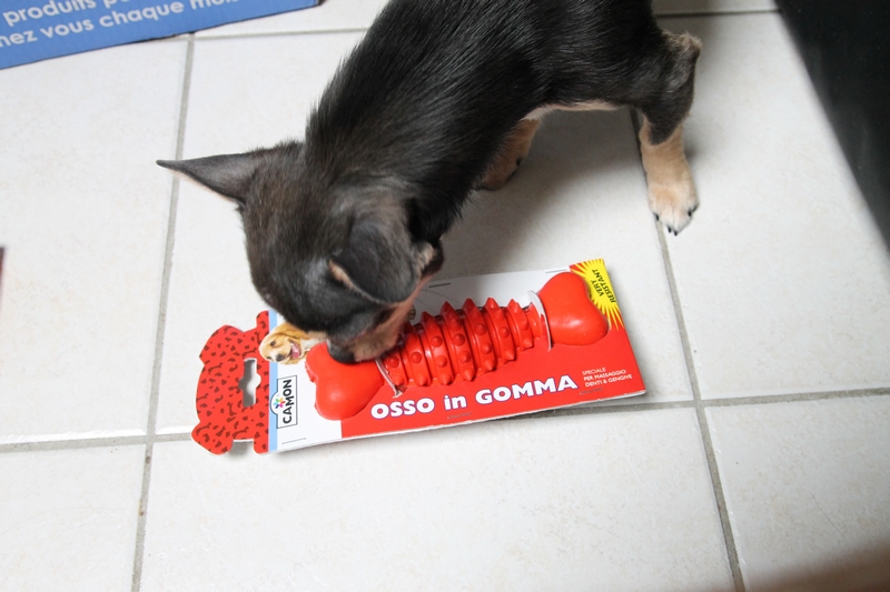 Chien Qui Ne Croque Pas Ses Croquettes Hélium Chihuahua