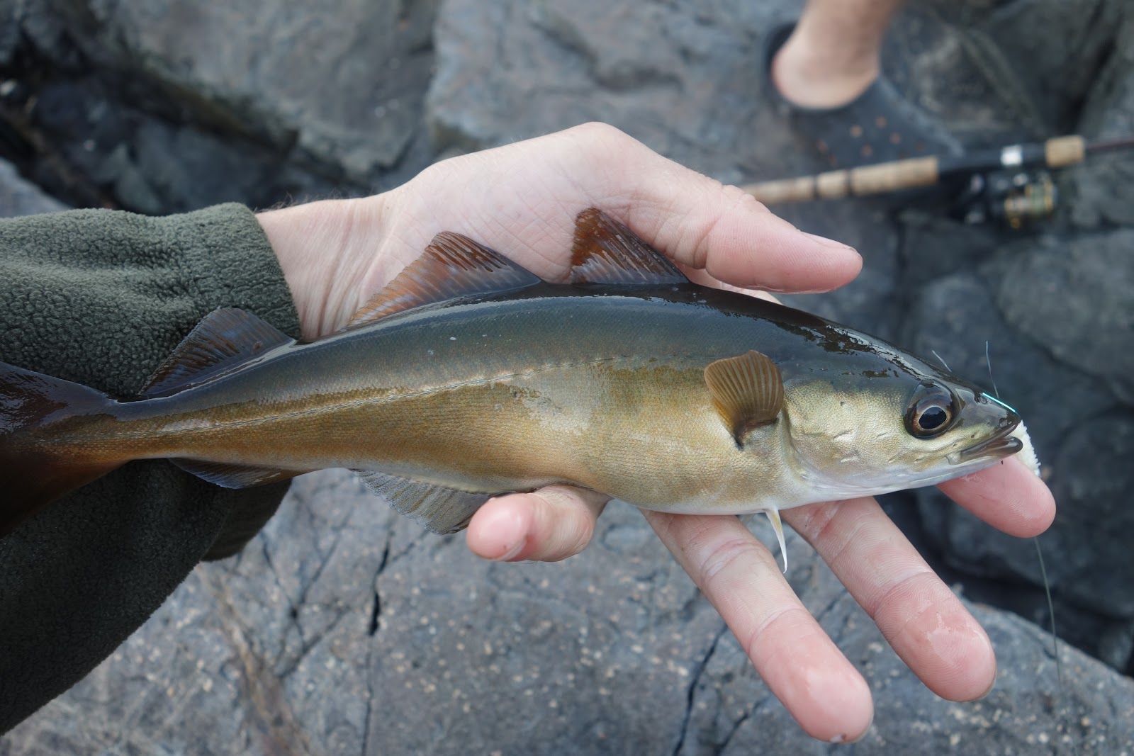 Connecticut Fly Angler Acadia Pollock on the Fly From Shore