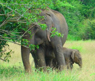 Gambar gambar binatang gajah - Gameonlineflash.com