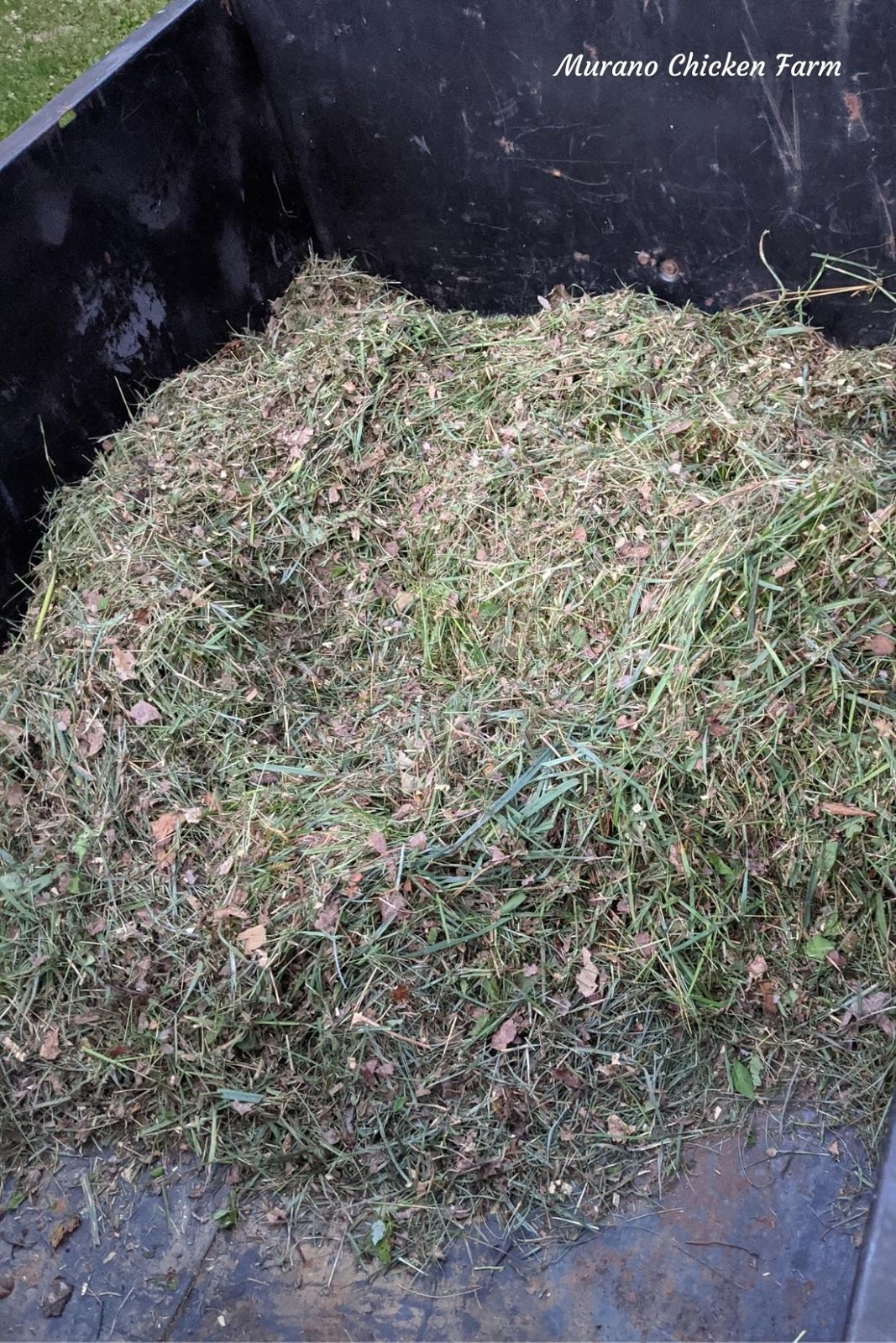 Dried grass as coop bedding Murano Chicken Farm