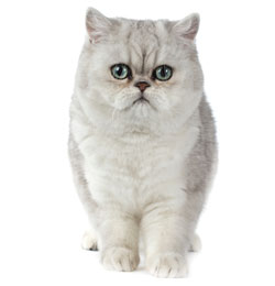 Exotic Shorthaired Cat Petcat Nutrition