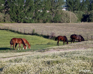 Caballos a la salida de Carcaboso, en las Huertas del Santo